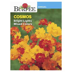 Burpee Cosmos Bright Lights Mix Seeds