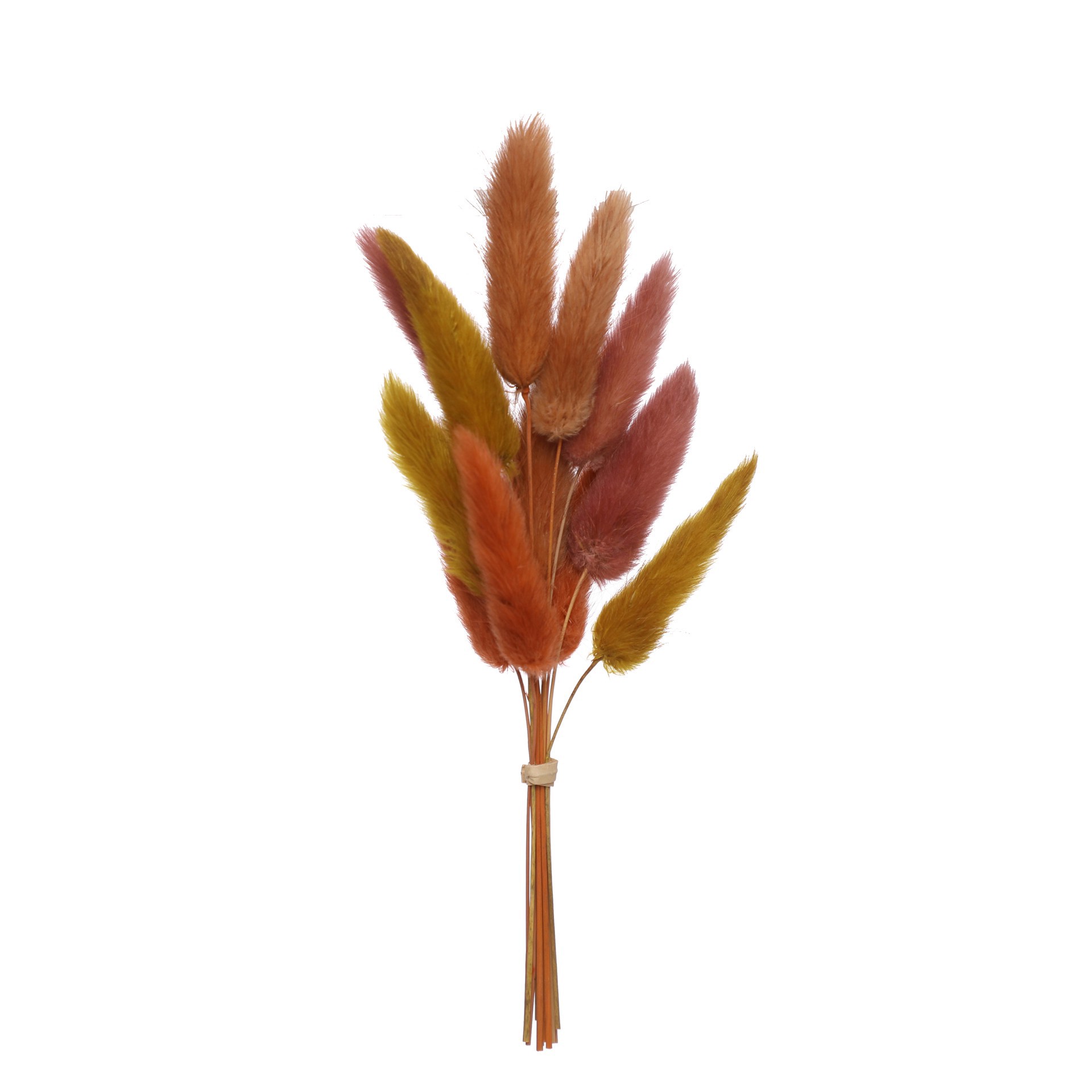 slide 2 of 3, 8.5" Dried Bunny Tail Grass Mini Bundle By Ashland, 8.5 in