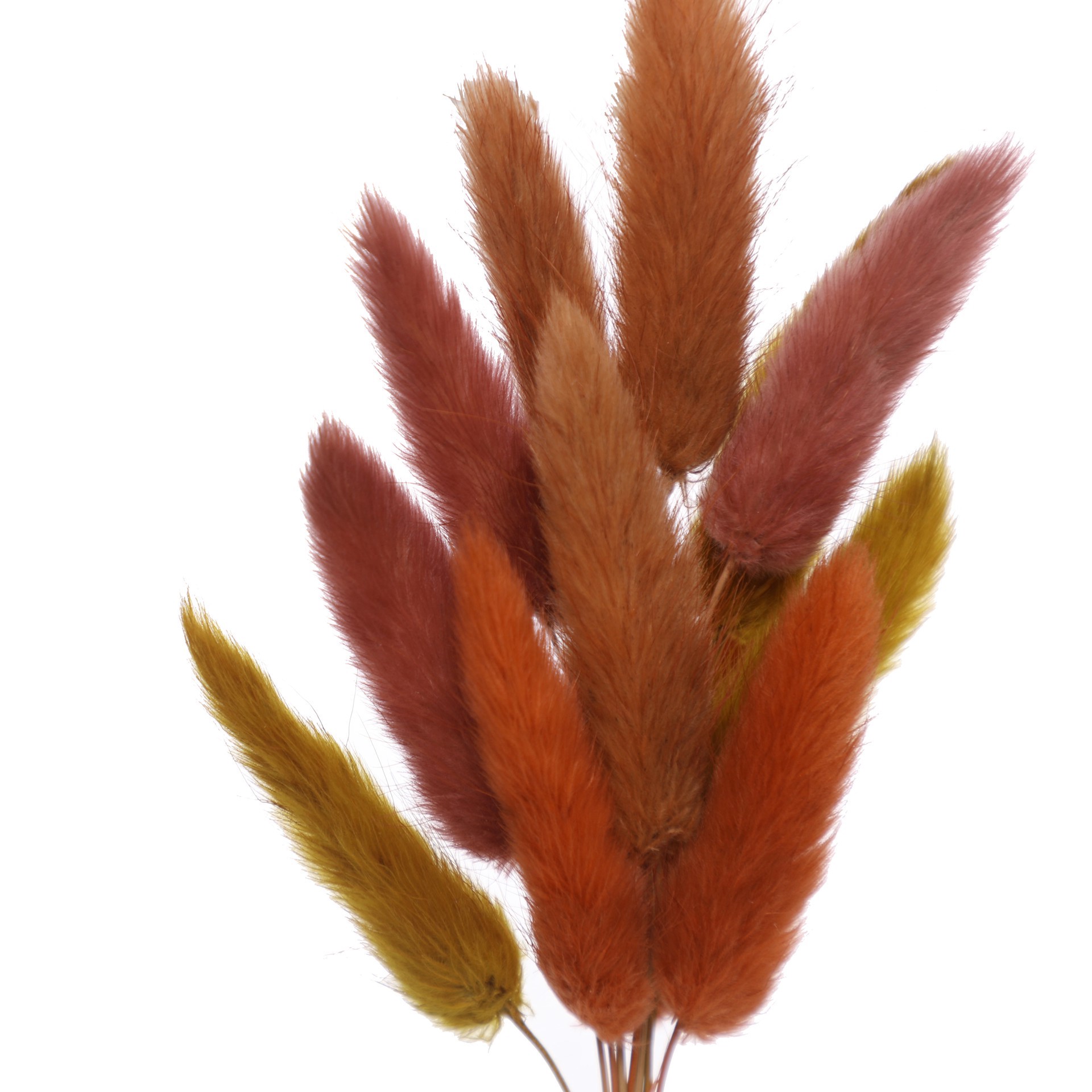 slide 3 of 3, 8.5" Dried Bunny Tail Grass Mini Bundle By Ashland, 8.5 in