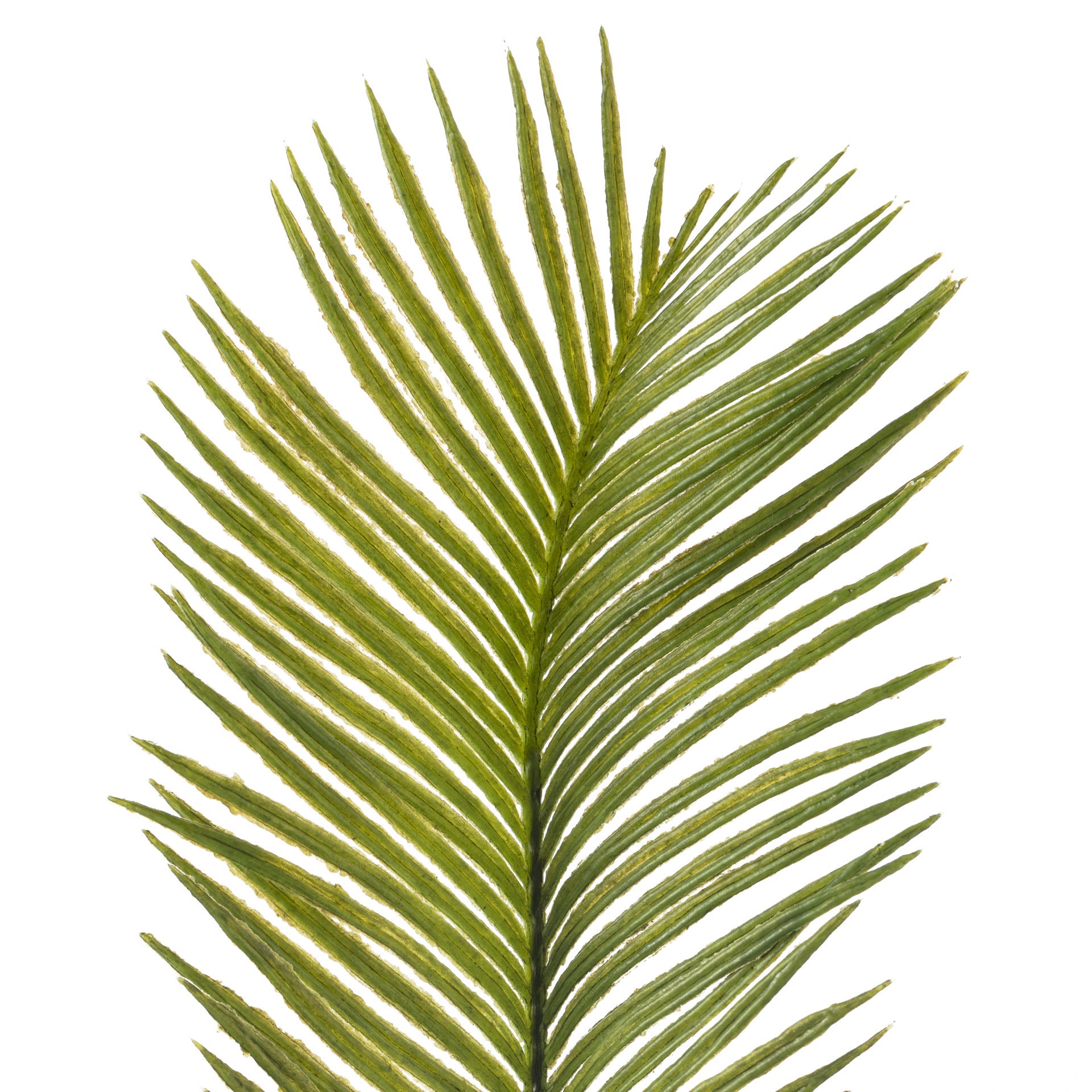 slide 2 of 5, Green Sago Palm Stem By Ashland, 26 in