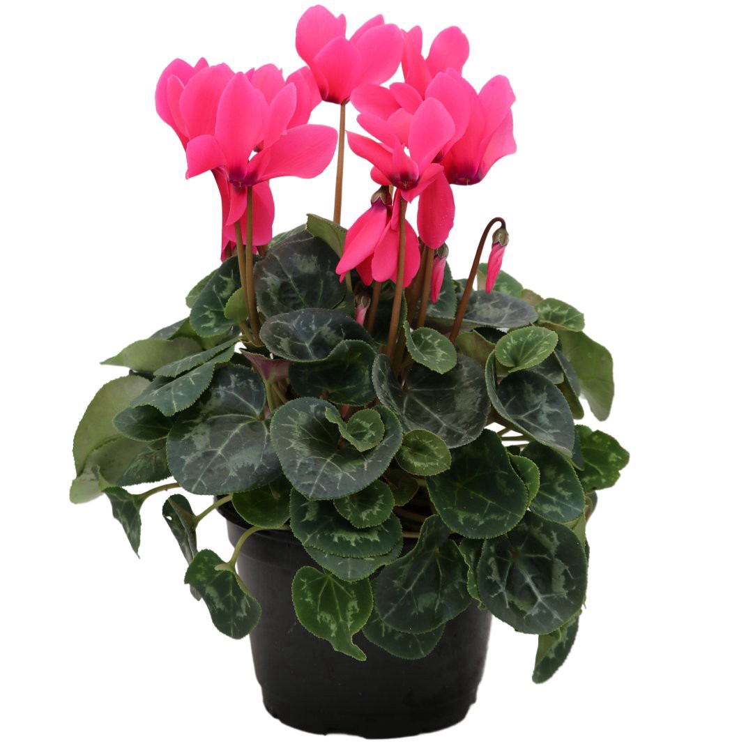 slide 1 of 1, H-E-B Deep Rose Cyclamen Plant, 6 ft ft