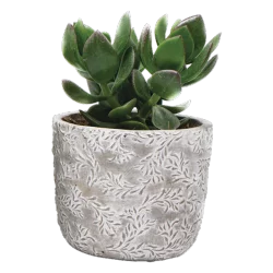 Succulent In Designer Pot - 6 in