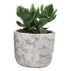 Succulent In Designer Pot - 6 in
