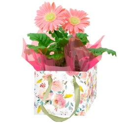 Gerbera, 4.5" Gift Box