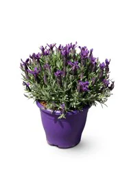 7.9in Lavender In Purple