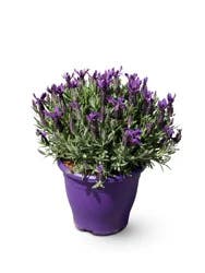 7.9in Lavender In Purple