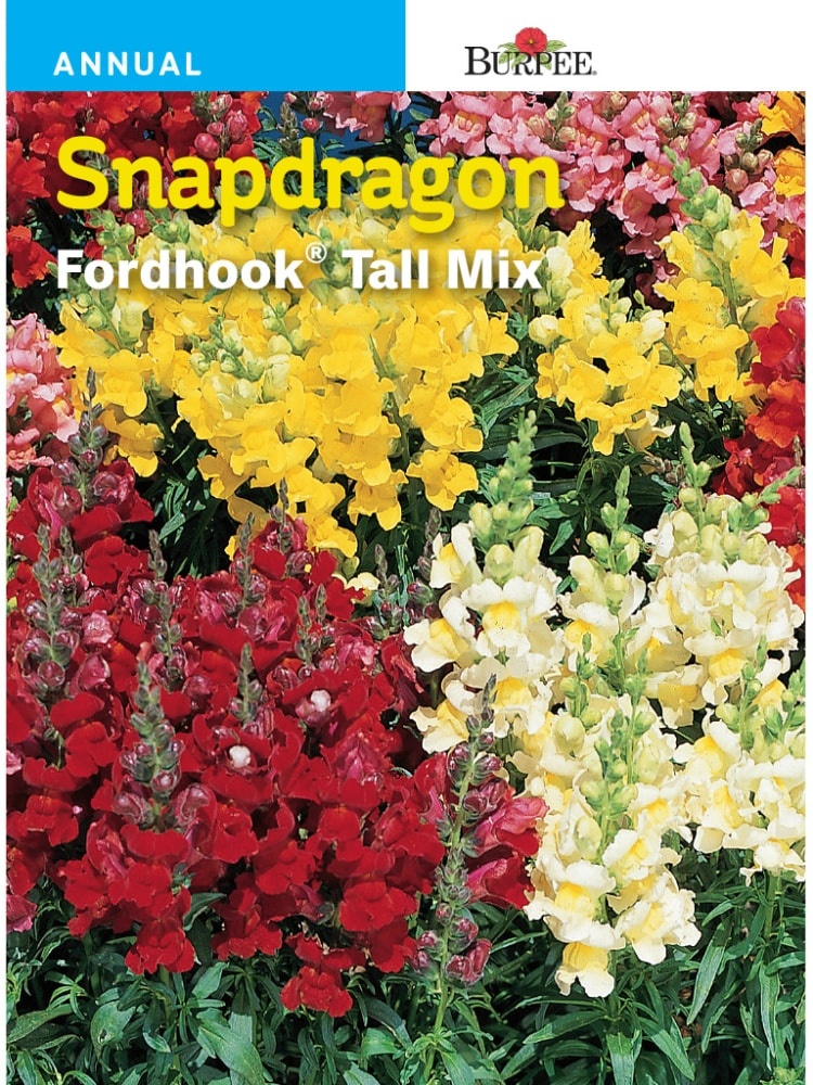 slide 1 of 1, Burpee Snapdragon Fordhook Tall Mix Seeds - Multi-Color, 1 ct