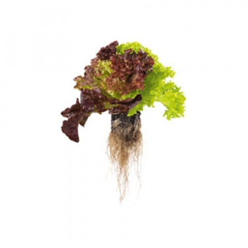 slide 1 of 1, Live Butter Lettuce, 1 ct