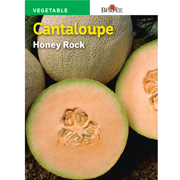 slide 1 of 1, Burpee Cantaloupe Honey Rock Seeds, 1 ct