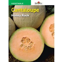 Burpee Cantaloupe Honey Rock Seeds