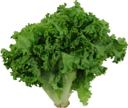 Organic Green Leaf Lettuce
