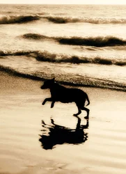 Avanti Card Pet Dog On Beach BW