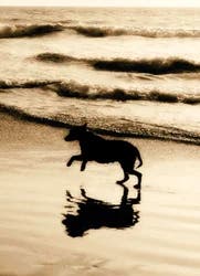 Avanti Card Pet Dog On Beach BW