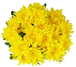 Premium Poms - Yellow