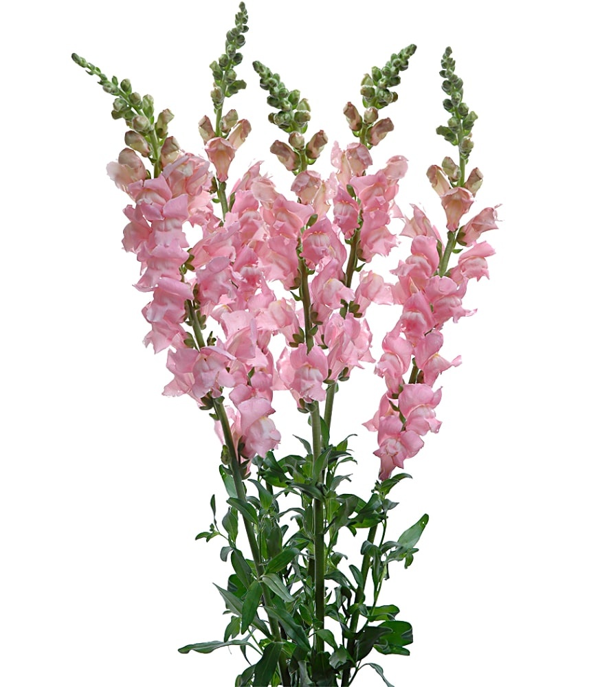 slide 1 of 1, Snapdragons (Assorted Colors Available), 1 ct