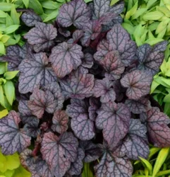 Grdn Excl Coral Bells Grape Exp 2.5 Qt