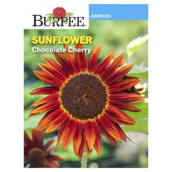 Burpee Chocolate Cherry Sunflower
