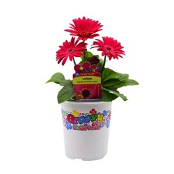 Groovy Flower Power Gerbera - Mid Pink Splash
