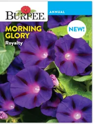 Burpee Morning Glory Royalty