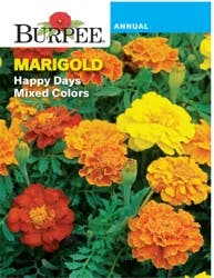 Burpee French Marigold Happy Days Mixed Colors