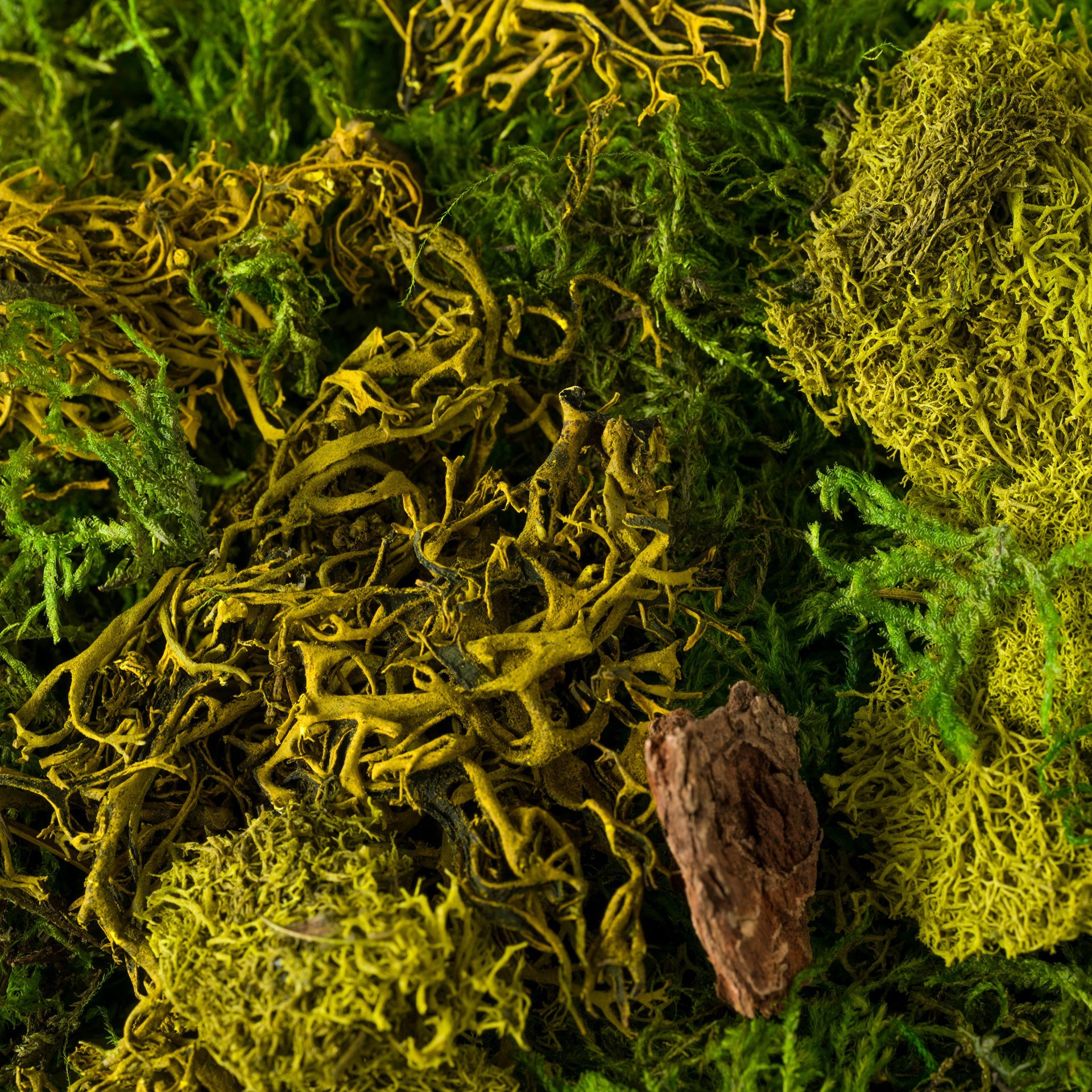 slide 2 of 4, Supermoss Preserved Mixed Moss, 2 oz