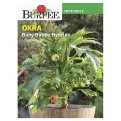 Burpee Okra, Baby Bubba Hybrid