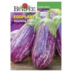 Burpee Eggplant, Shooting Stars