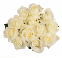 BLOOM HAUS White Dozen Rose Bouquet