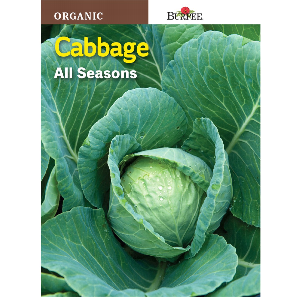 slide 1 of 1, Burpee Organic Cabbage, All Seasons, 1 ct