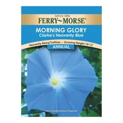Ferry Morse Morning Glory