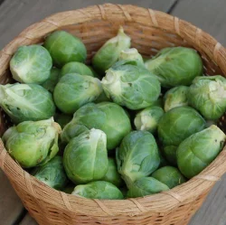 High Mowing Organic Seeds Brussel Sprout Seeds - 10 ct