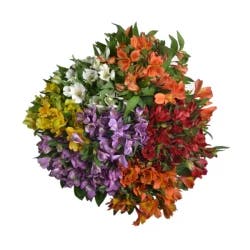 Alstroemeria