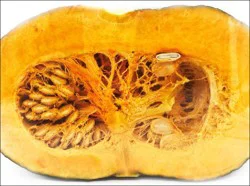La Quercia Kabocha Squash
