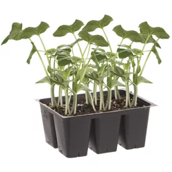 Bonnie Plants Cucumber - Burpless Bush Hybrid