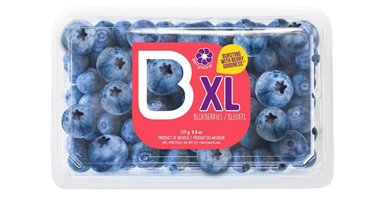 slide 1 of 1, Jumbo Blueberries, 9.8 oz