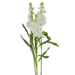 Jolo Farms Assorted Double Stock 3 Stem Garden Bunch
