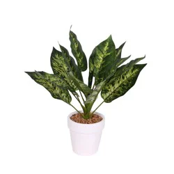 HD Designs Outdoors White Pot with Hosta Plant - 22 in