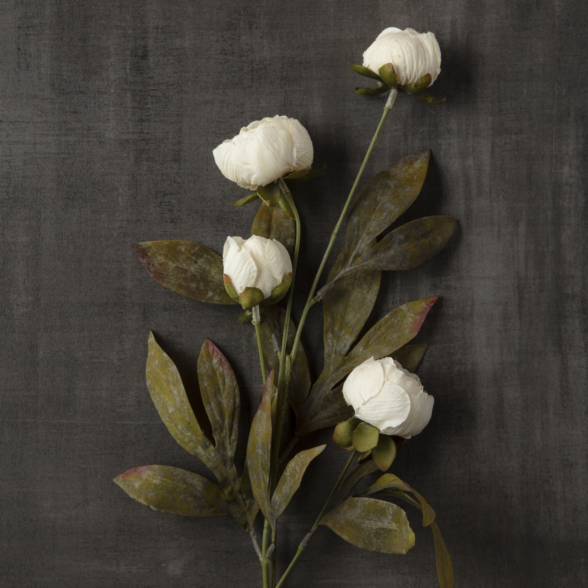 slide 5 of 5, Cream Peony Stem By Ashland, 28 in