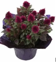 Heimos Celosia 6-Inch Flowering Plant
