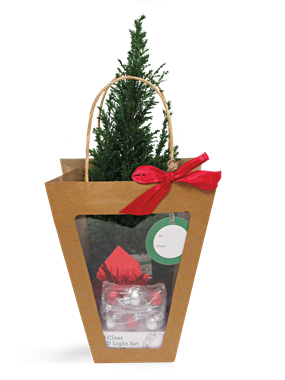 slide 1 of 1, 4In Elwoodi Tree In Bag, 1 ct