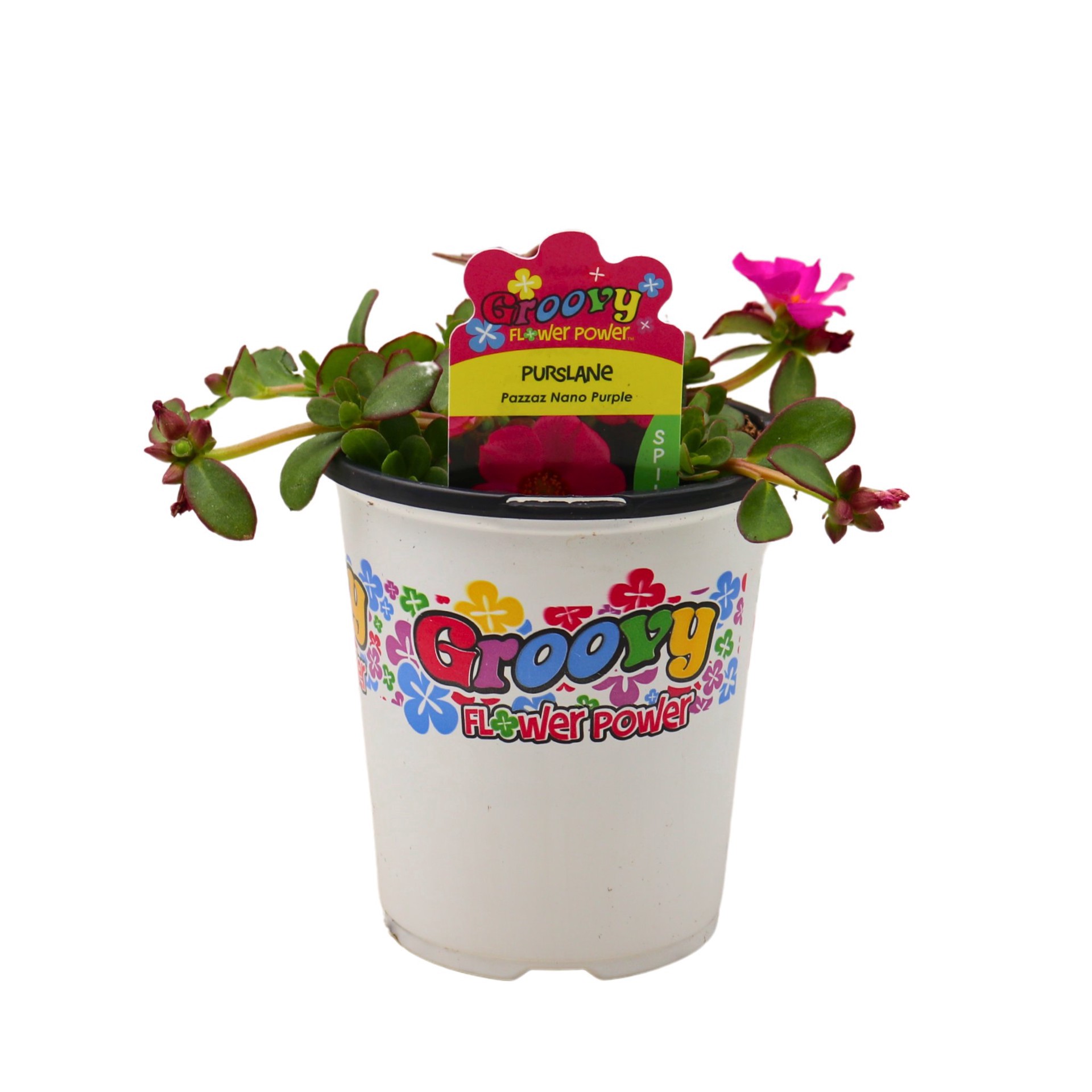 slide 1 of 1, Spring Creek Growers Groovy Flower Power Purslane - Pazzaz Nano Purple, 1 qt