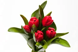 Bunch Tulips