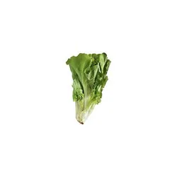 Escarole Lettuce
