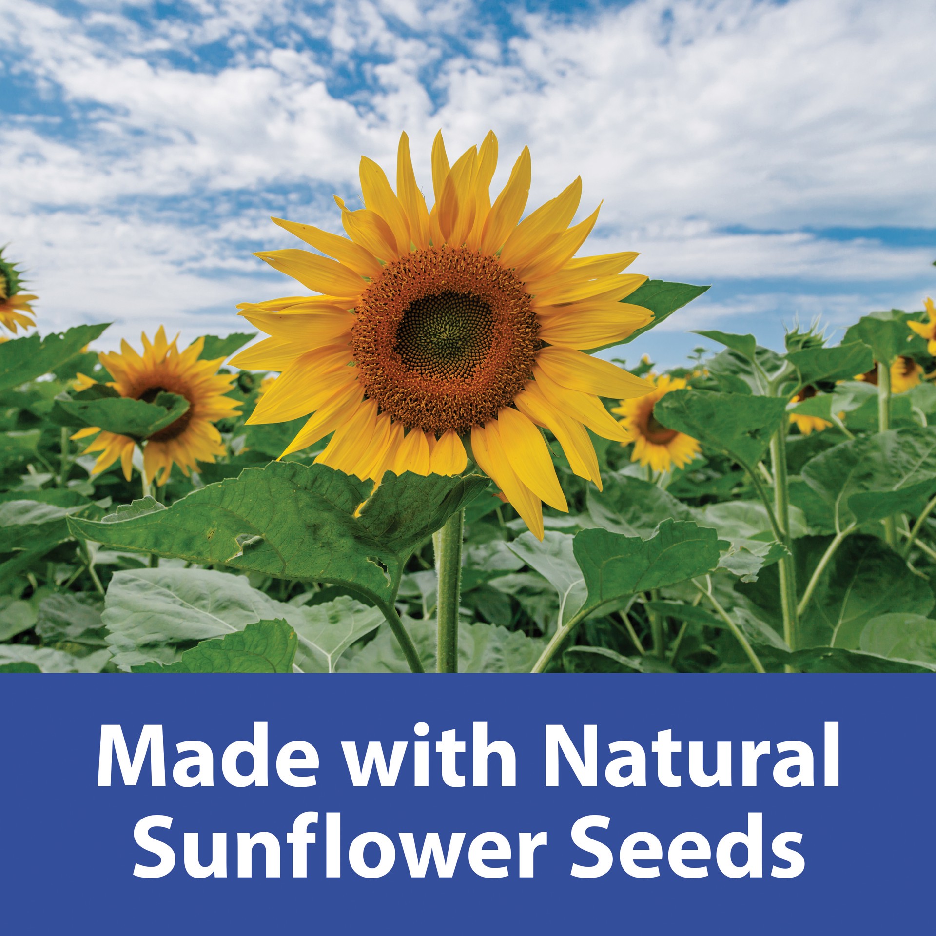 slide 3 of 6, Kaytee Blueberry Flavor Yo Dipped Sunflower Seeds for All Pet Birds 2.5 oz, 1 ct