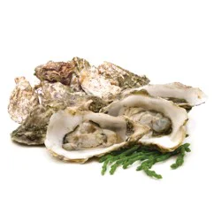 Fresh Oysters In Shell Farm Raised - 12 ct