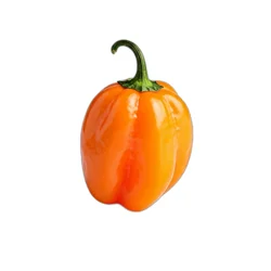 Soli Habanero Chile .5 oz