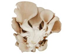 Prima Oyster Mushrooms