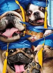 Avanti Card Graduation Dog & Cat Grads In Photo Booth