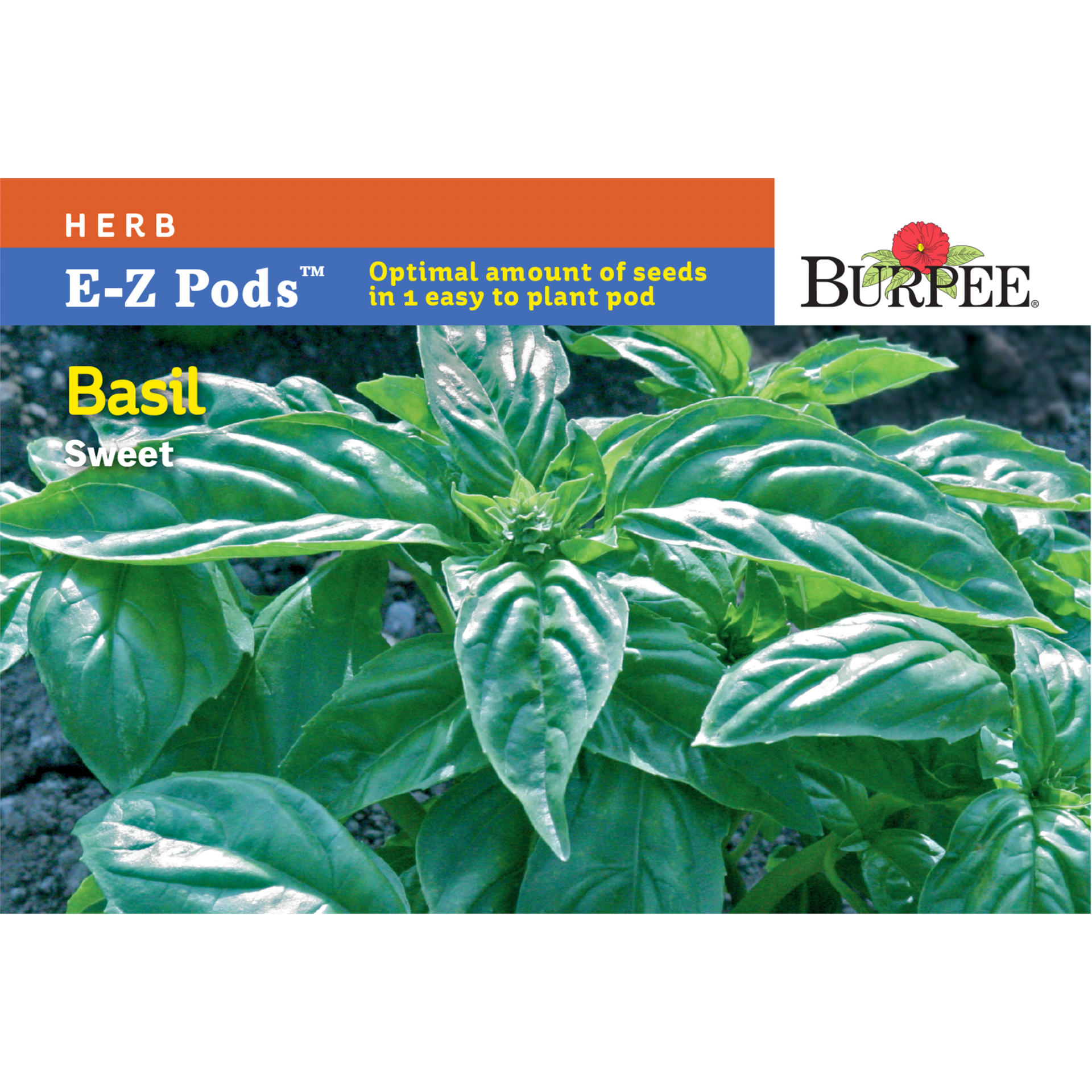 slide 1 of 1, Burpee Simplysalad Sweet Basil, 1 ct