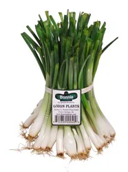 Bonnie Bunch Yellow Granex Onion